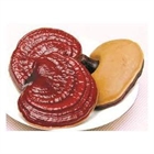 Лечебный гриб Рейши