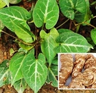 Лечебное растение Фо-Ти, Fo-Ti